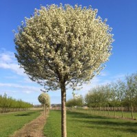 Višňa krovitá - Prunus fruticosa 'Globosa'  Co25-35L 10/12  km200