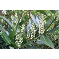 Vavrínovec lekársky-Prunus laurocerasus ´Otto Luyken´- špirálový kmieniok  Co18L  1/2 kmeň 8-10  d40