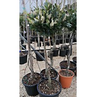 Vavrínovec lekársky-Prunus laurocerasus ´Otto Luyken´- špirálový kmieniok  Co18L  1/2 kmeň 8-10  d40