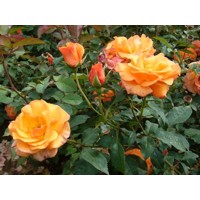 Ruža popínavá - oranžová Co5L