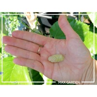 Moruša biela - Morus alba ´Giant Fruit´ - biela - na 100/110cm kmeni