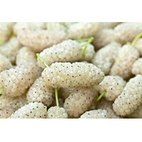 Moruša biela - Morus alba ´Giant Fruit´ - biela - na 100/110cm kmeni