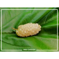 Moruša biela - Morus alba ´Giant Fruit´ - biela - na 100/110cm kmeni