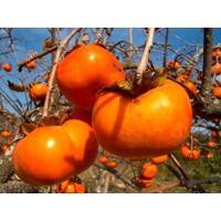 Ebenovník rajčiakový  - Diospyros kaki - Hurmi Kaki ´Tipo´ Co18L  km90  200/220