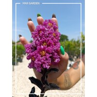 Myrta krepová - Lagerstroemia indica Black Solitaire ´Purely Purple´- 70/90cm