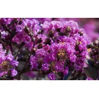 Myrta krepová - Lagerstroemia indica Black Solitaire ´Purely Purple´- 70/90cm