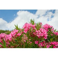 Oleander obyčajný  - Nerium oleander Pink Co9L 40/60