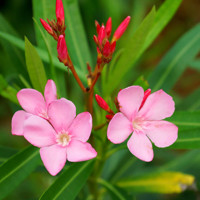 Oleander obyčajný  - Nerium oleander Pink Co9L 40/60