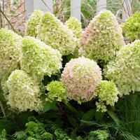 Hydrangea paniculata ‘Little Fraise’ – kompaktná hortenzia s ružovým kvitnutím | Maxgarden