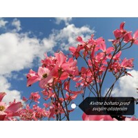 Drie? kvetnatý - Cornus florida ´Rubra´ -170/190cm