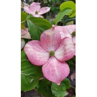 Drie? kvetnatý - Cornus florida ´Rubra´ -170/190cm