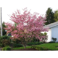 Drie? kvetnatý - Cornus florida ´Rubra´ -170/190cm