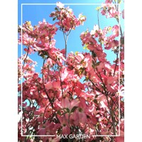 Drie? kvetnatý - Cornus florida ´Rubra´ -170/190cm