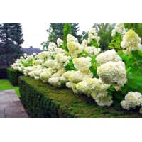 Hortenzia metlinatá - Hydrangea paniculata 'Magical Mont Blanc'