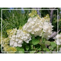 Hortenzia metlinatá - Hydrangea paniculata 'Magical Mont Blanc'