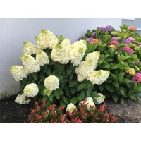 Hortenzia metlinatá - Hydrangea paniculata 'Magical Mont Blanc'