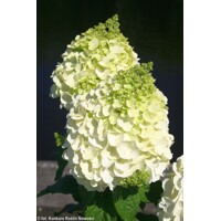Hortenzia metlinatá - Hydrangea paniculata 'Magical Mont Blanc'