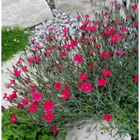 Dianthus deltoides ´Leuchtfunk´