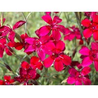 Dianthus deltoides ´Leuchtfunk´