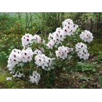 Rododendrón - Rhododendron ´Picobello´  Co5L 30/40