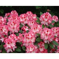 Rododendrón - Rhododendron ´Hachmann's Charmant´  Co5L 30/40