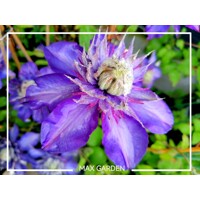 Plamienok - Clematis 'Multi Blue'  Co2L 70/80