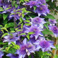 Plamienok - Clematis 'Multi Blue'  Co2L 70/80