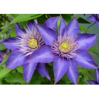 Plamienok - Clematis 'Multi Blue'  Co2L 70/80