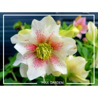 Helleborus orientalis ´White Spotted´ Co9