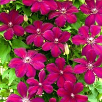 Plamienok - Clematis ´Rouge Cardinal´ Co1L  40/50