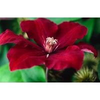 Plamienok - Clematis ´Rouge Cardinal´ Co1L  40/50