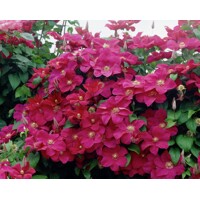 Plamienok - Clematis ´Rouge Cardinal´ Co1L  40/50