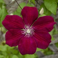 Plamienok - Clematis ´Rouge Cardinal´ Co1L  40/50