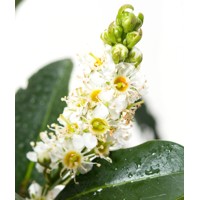 Vavrínovec lekársky - Prunus laurocerasus ´Piranha´ Co4L 40+