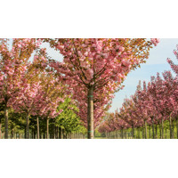 Čerešňa pilovitá - Prunus serrulata  'Kanzan' Co18L 8-10 - vysokokmeň