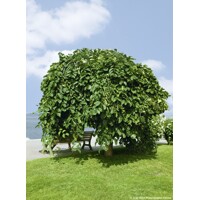Ulmus glabra ´Camperdownii´ – brest horský previsnutý | Dekoratívny strom na kmienku