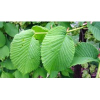 Ulmus glabra ´Camperdownii´ – brest horský previsnutý | Dekoratívny strom na kmienku