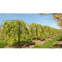 Ulmus glabra ´Camperdownii´ – brest horský previsnutý | Dekoratívny strom na kmienku