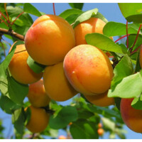 Marhu?a oby?ajná - Prunus armeniaca ´Ceglédi óriás´ - stredne skorá - 250/300cm