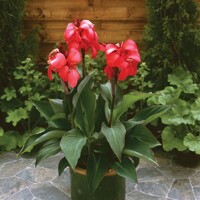 Canna indica - Kana indická - ružová P17