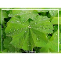 Alchemilka - Alchemilla mollis ´Auslese´ V15