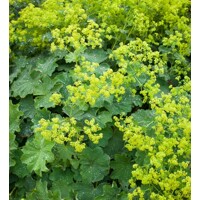 Alchemilka - Alchemilla mollis ´Auslese´ V15