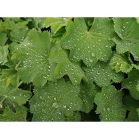 Alchemilka - Alchemilla mollis ´Auslese´ V15