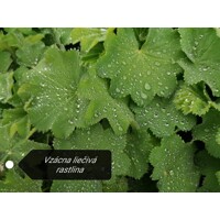 Alchemilka - Alchemilla mollis ´Auslese´ V15