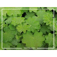 Alchemilka - Alchemilla mollis ´Auslese´ V15