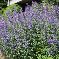 Nepeta faasseni Co1.5L