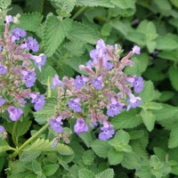 Nepeta faasseni Co1.5L