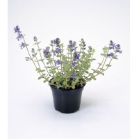 Nepeta faasseni Co1.5L