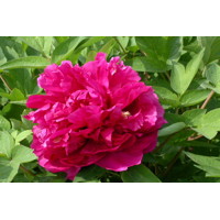 Pivonka drevitá - Paeonia Suffruticosa 40/50 - tmavo ružová