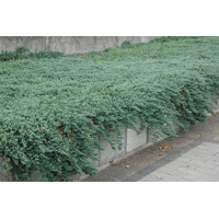 Borievka rozprestretá 'Ice Blue' - Juniperus horizontalis 'Ice Blue'  20/30cm, Co2L